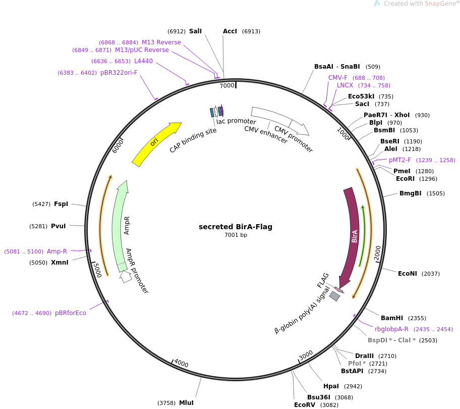 secreted BirA-Flag质粒图谱